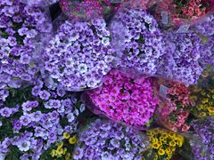 -双季花艺园艺市场(浦东店)