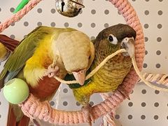 -吉丁鸟咖·异宠·寄养