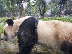 -都江堰中华大熊猫苑