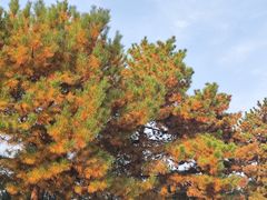 -汉长安城未央宫国家考古遗址公园