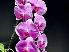 -北京植物园-展览温室