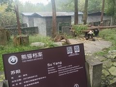 -都江堰中华大熊猫苑
