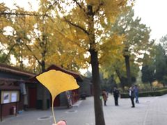 景点-景山公园