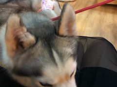 -Husky Go! 哈士奇体验馆·宠物咖啡厅狗咖