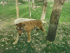 -北京野生动物园