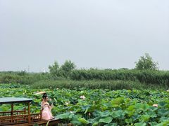 -荷塘月色湿地公园·向阳花洲