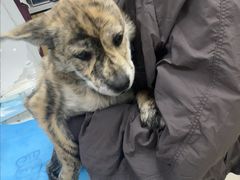 -美联众合动物医院·24h京西诊疗中心