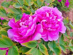 -咸阳湖景区-古渡公园