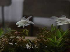 -懒鱼时光馆(沙坪坝店)