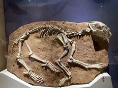 -国家自然博物馆