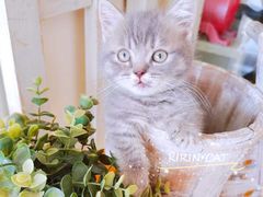 -十年猫舍·猫咪专门店(普陀店)