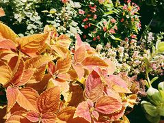 -IFIF 如果花園(宽厚里店)