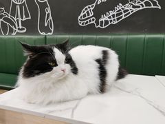 -安格丽娜·狗咖·猫咖羊驼咖(春熙路百盛商场店)