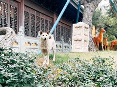 -龙华寺