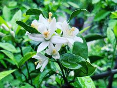 -宋庆龄幼儿园(虹梅路)