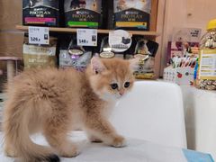 -帕帕拉兹宠物(亚洲旗舰店)