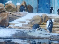 -海合安青岛极地海洋公园