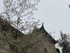-武汉大学-樱园
