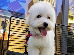 -PETKIT 小佩宠物·低压洗护·美容·寄养(安远店)