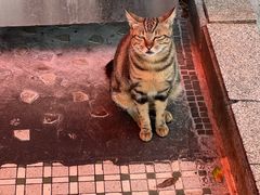 -颓记茶餐厅(美景总店)