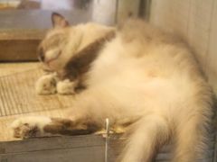 -猫咪博物馆(顶澳仔猫街店)