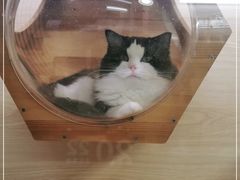 -猫宠乐园·专业洗护