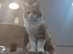 -喵园·猫主题咖啡厅·撸猫·猫咖(国贸店)