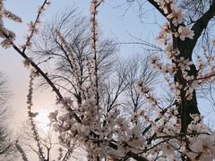 -桃花堤公园