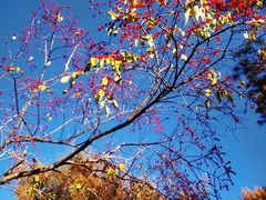 -黑龙江省森林植物园