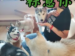 -Husky Go! 哈士奇体验馆·宠物咖啡厅狗咖