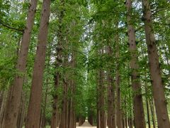 -日照海滨国家森林公园