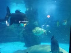 -烟台海昌鲸鲨海洋公园