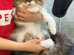 -PETKIT 小佩宠物·低压洗护·美容·寄养(安远店)