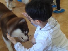 -Let's go狗咖·猫咖·奶狗·桌游(春熙路IFS店)