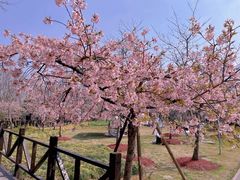 -顾村公园