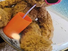 -珍妮曲奇聪明小熊(尖沙咀店)