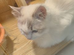 -平行世界·猫咖(首经贸店)