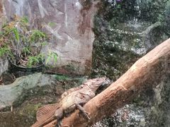 -上海大自然野生昆虫馆(东方明珠·爬宠昆虫探索中心)