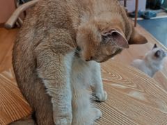 -猫咪派对(江南西店)