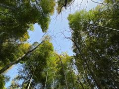 -上海佘山国家森林公园天马山园