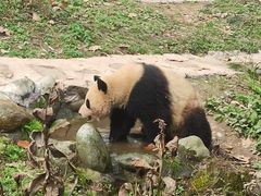 -都江堰中华大熊猫苑