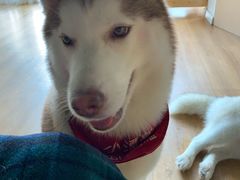 -Husky Go! 哈士奇体验馆·宠物咖啡厅狗咖