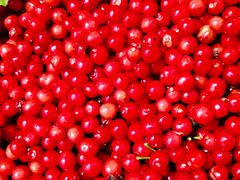 -樱桃山旅游景区