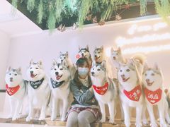 -Husky Go! 哈士奇体验馆·宠物咖啡厅狗咖
