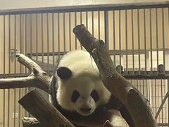 -成都大熊猫繁育研究基地