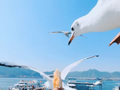 -海埂大坝