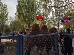 -长白岛森林公园