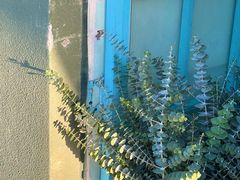 -循礼门鲜花花市(武汉循礼门店)