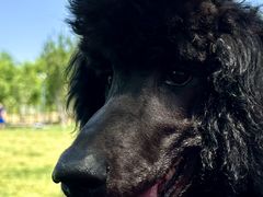 -爪吧宠物乐园 (温榆河示范区店)