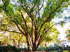 -徐家汇源景区-衡山公园